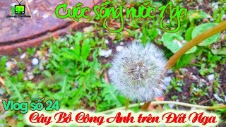 Vlog số 23 :Cây Thuốc bồ công anh sống trên đất nga.