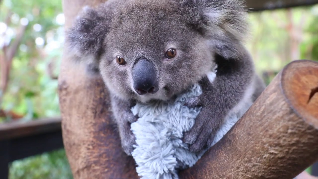 video phone beyonce mp3 GUMNUT THE KOALA JOEY! | The Australian Reptile Park