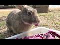 This is how I work, feeding bunnies. Want to work with me?