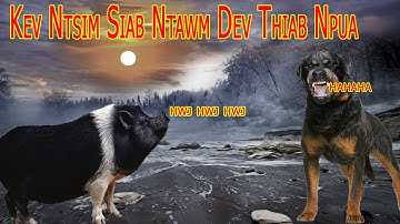 Dab neeg keeb kwm kev ntsim siab ntawm dev thiab npua 09/28/2020