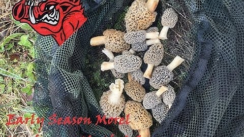 North Arkansas Morels