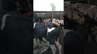 Hasil Breading Ibs Farm Kedirishorts fyp sapi