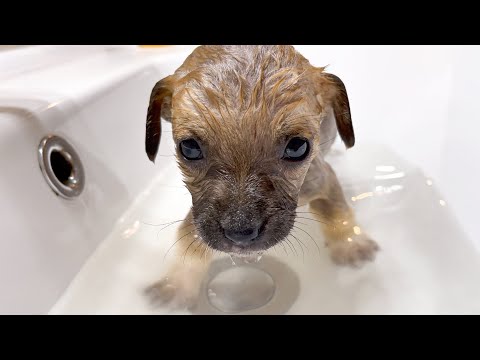 वीडियो: पिल्ला स्नान युक्तियाँ