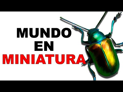 Video: Lista de representantes de coleópteros