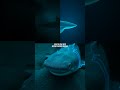 Ghost Shark: The Mysterious Hunter with Electric Sensors