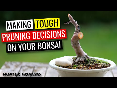 Bonsai tree pruning  |  Deciding which branches to prune