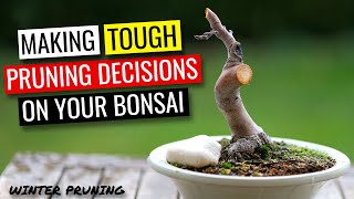 Bonsai tree pruning  |  Deciding which branches to prune