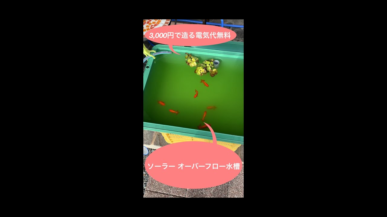 3000円で作るソーラーポンプdiyらんちゅう用オーバーフロー水槽 のり太のdiy おすすめブログ 3000円で作るソーラーポンプdiyらんちゅう用オーバーフロー水槽 のり太のdiy おすすめブログ
