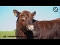 LOTE 8 - AGRIANGUS RED LUXO L9549 ET