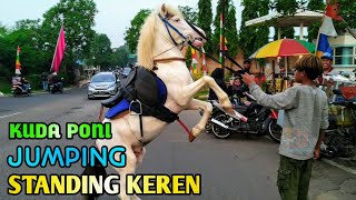 KUDA - KUDA PONI PUTIH MUNGIL STANDING JUMPING TINGGI || KEREN || LUCU || HORSE TATO DENGGEL