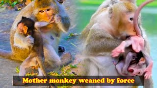 Famous The milk-addicted monkey clung to its mother so she had to use force. Wealth