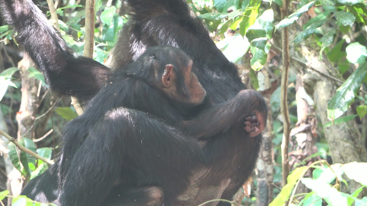 Issa juvenile chimpanzee (Uyoga) injury (@GMERC_TZ, Sept2021) - YouTube