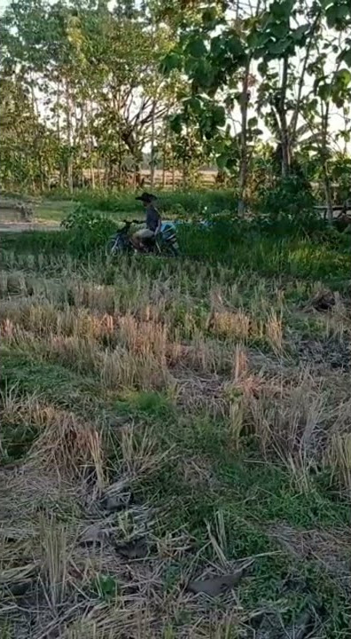 #WIDODARI Denny caknan guyon waton status wa 30detik