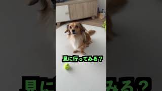 愛犬の水、炭酸水に変えたら反応がまさかすぎたww