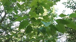 Hovenia dulcis dužistopka sladká