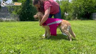 How to Put on a ThunderShirt®  Polo Style