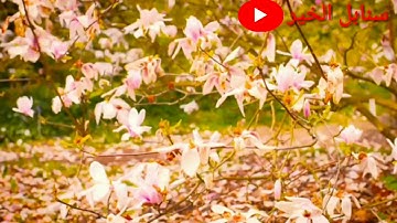 أرح سمعك و قلبك بتلاوة فوق الوصف من سورة الأعراف.القارئ أيوب المكناسي.