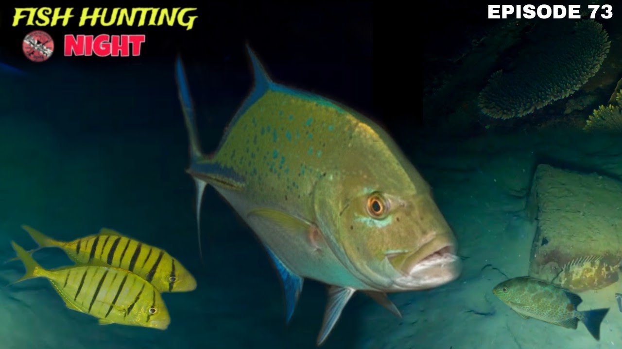 NIGHT SPEARFISHING EPISODE 73 | FISH HUNTING NIGHT