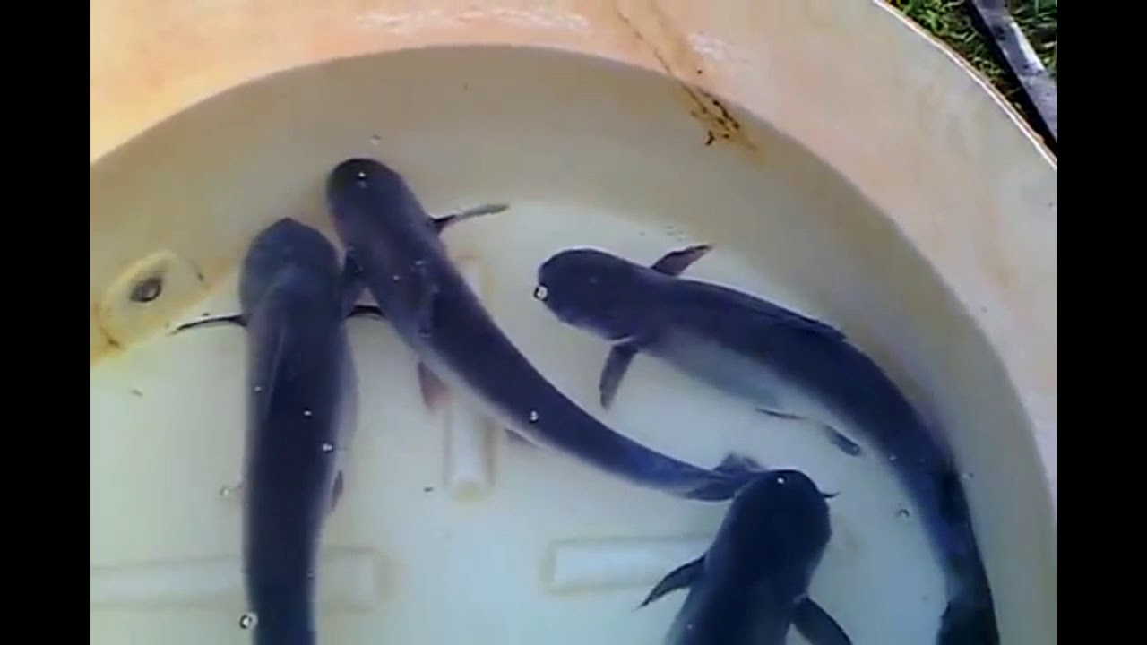 Perawatan induk ikan patin
