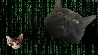 Matrix Cat