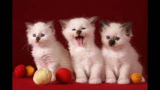 cute cat kittens status video || ❤❤ || so beautiful cat video # cat kittens video #leesha pal