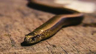 Relaxing Snake Video | Snake Relaxing Music by mevation screenshot 3