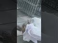 squirrel loves paper