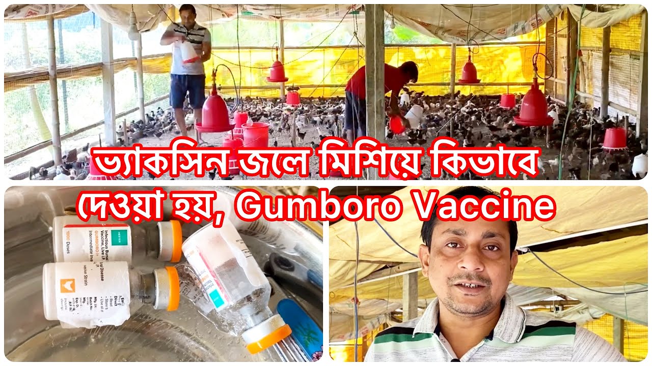 gumboro-vaccine-youtube