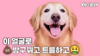 [단독]밖에선 팬들 몰고 다니는 셀럽견... 집에선 XX을 일삼는 금쪽견?!