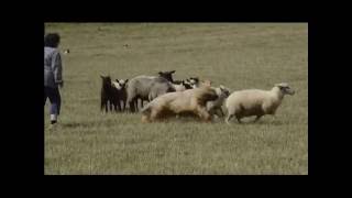 Briard Calamity Jack Dalido and sheep  Martínkovice 2016