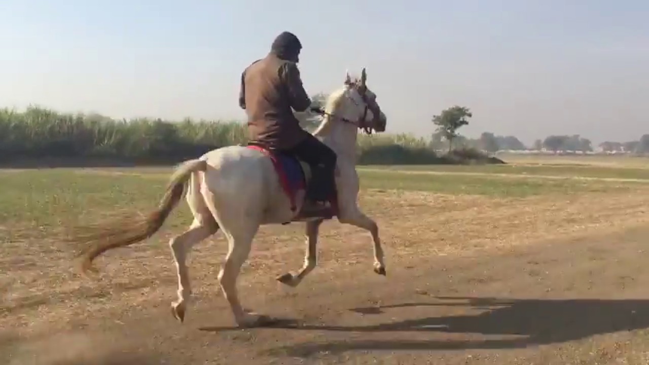 Racking horse training part A YouTube