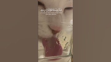 سورة لقمان آية ١١ Sourate Luqman verset 11