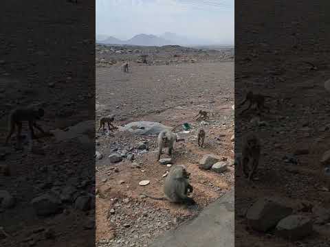 طريق مكة المدينة قرود الرباح