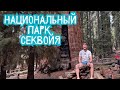 Самое большое дерево в мире Секвойя