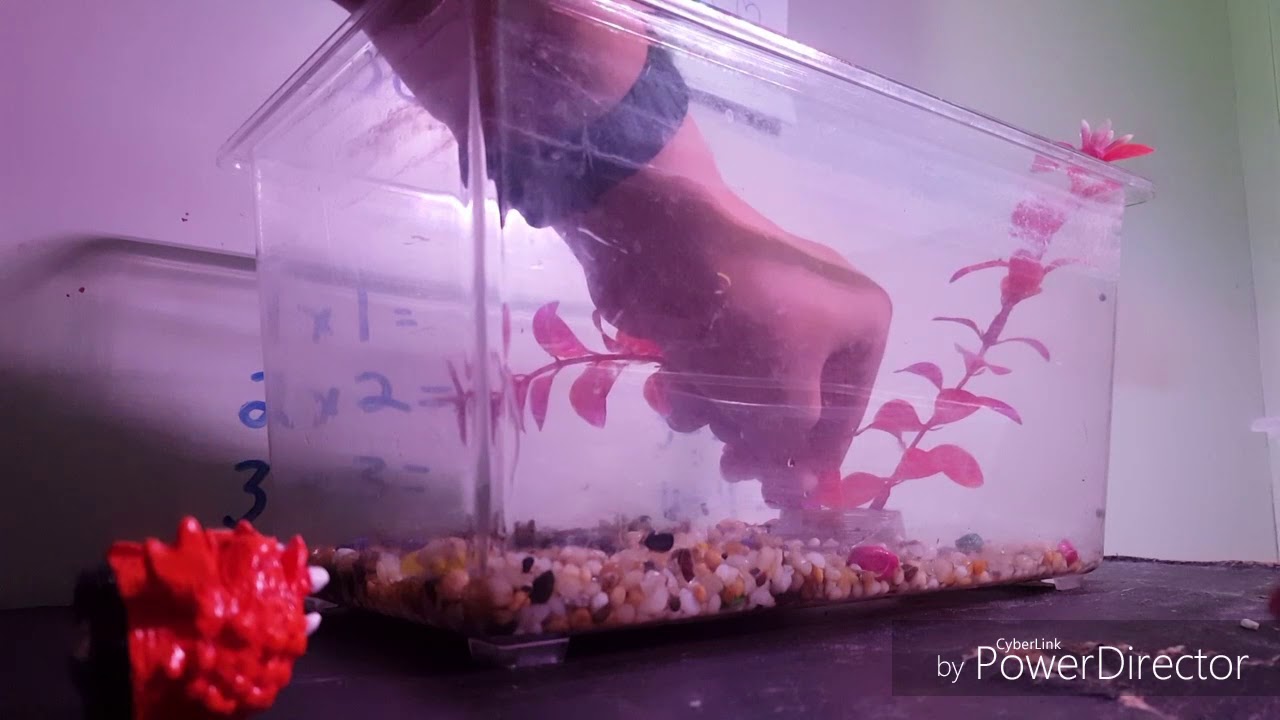camera iphone 8 plus apk Halloween fish tank