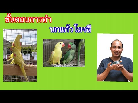 นกเเก้วโมงสี