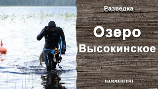 Озеро Высокинское. Подводная охота в Ленинградской области. Гидрокостюмы HAMMERFISH