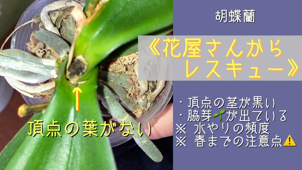 2023年12月12日　胡蝶蘭　《お花屋さんからレスキューした株》　頂点の葉がない😳　でも良い根と脇芽🌱を見つける　これから春までの育て方を解説🪴　リクエスト