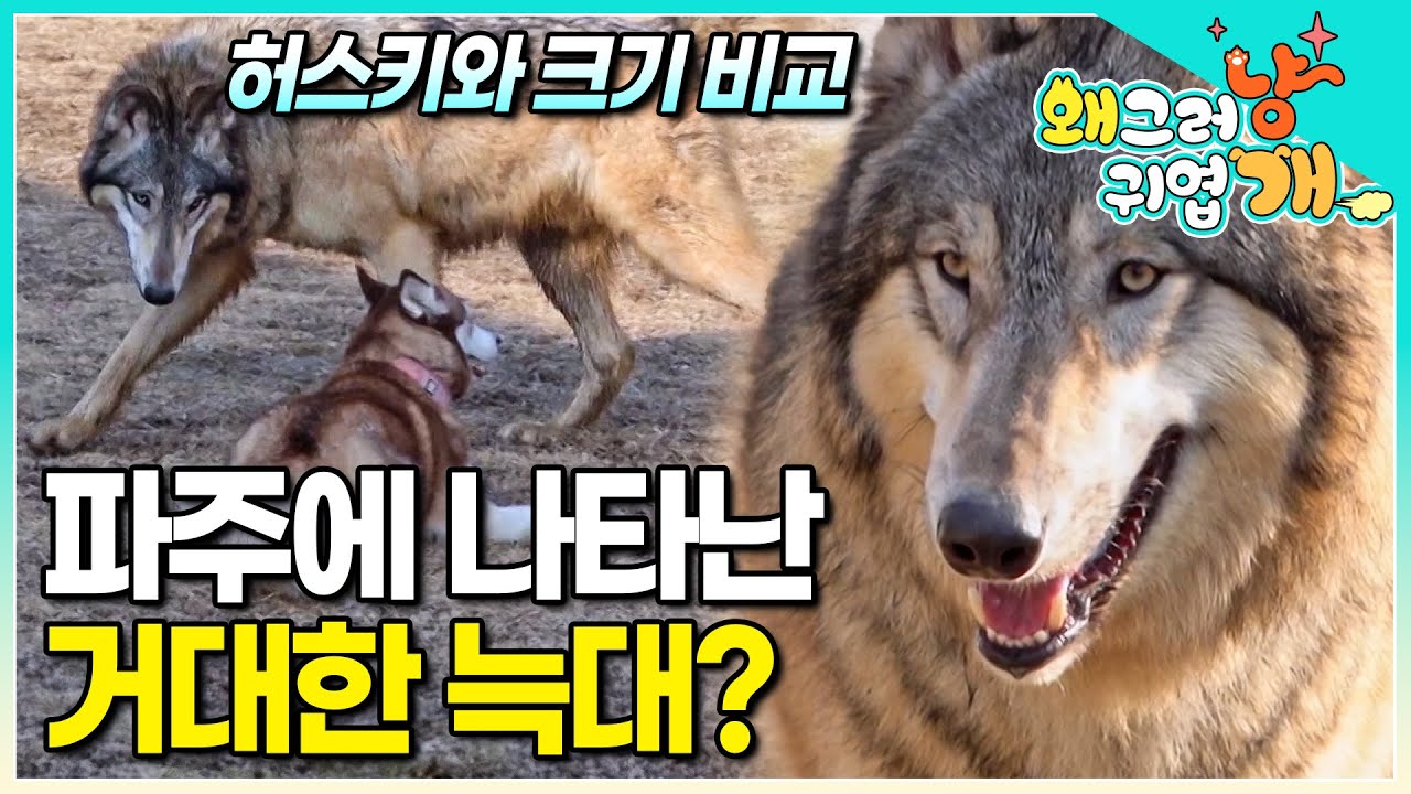 늑대 개는 어떤 주에서 합법적입니까
