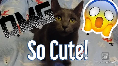 Video 206391: russian blue cat meowing, cat purrs meows, russian blue mix, tabby mix