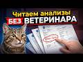 Как понять анализы кошки? Просто о сложном для владельцев