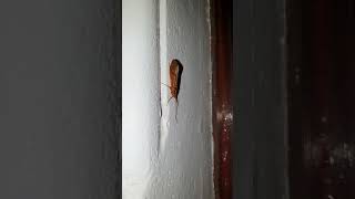 Probably a moth? #mothquery #nocturnalwildlife #natureinthedark