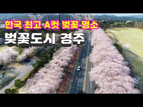 [경주벚꽃여행] 한국 최고 등급의 벚꽃 도시 경주의 벚꽃스팟 (보문호수, 김유신장군묘, 반월성)