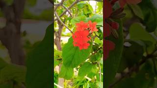 Geiger tree || Tere vaste || nature shorts video nature youtube viral