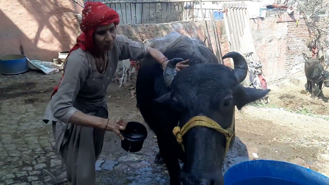 Aaj phli bar bhains ko khola