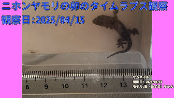 【Memorandum】 2025年04月15日 RPi-Cam-Web-Interfaceを用いたニホンヤモリの卵のTimelapse観察