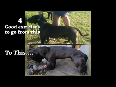 4 Good Exercises That Build Strength And Muscle In Bull Breed Dogs For Fitness. Part 1