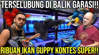 TERSELUBUNG DI BALIK GARASI!! RIBUAN IKAN CERE KONTES SUPER!! #Audreykingofthejungle #indoexotic