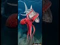 This Shark Didn't Stand a Chance Against the Octopus #shortsfeed #shorts  #ocean #animals