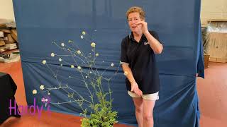 Rosy Hardy Presents Cephalaria Alpina